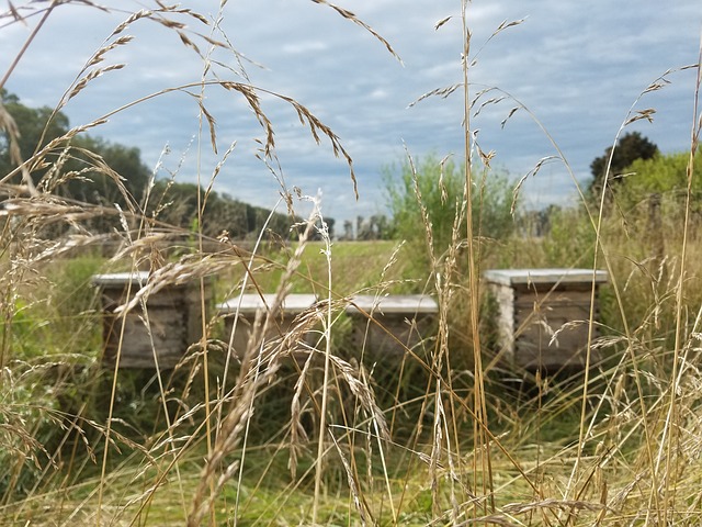 Bienenvolkstandort