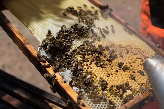 Bienenwabe