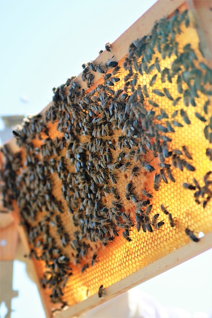 Wabe mit Bienen
