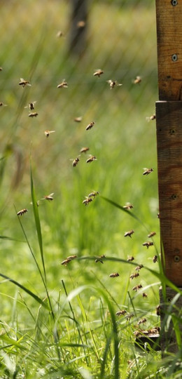 Bienen fliegen vor dem Flugloch