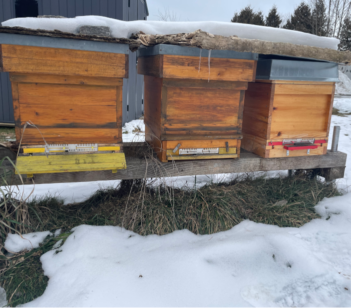 Bienenstock im Winter