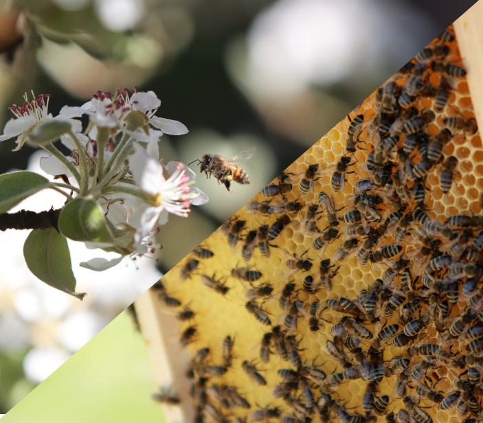 Bienen beim Pollen und Nektar Sammeln sowie Honigwabe