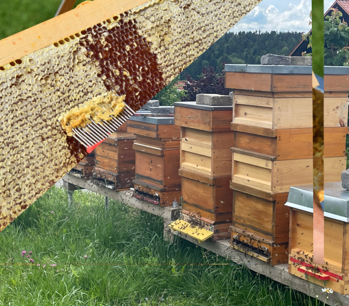 Honigernte und Bienenvölker mit Honigraum