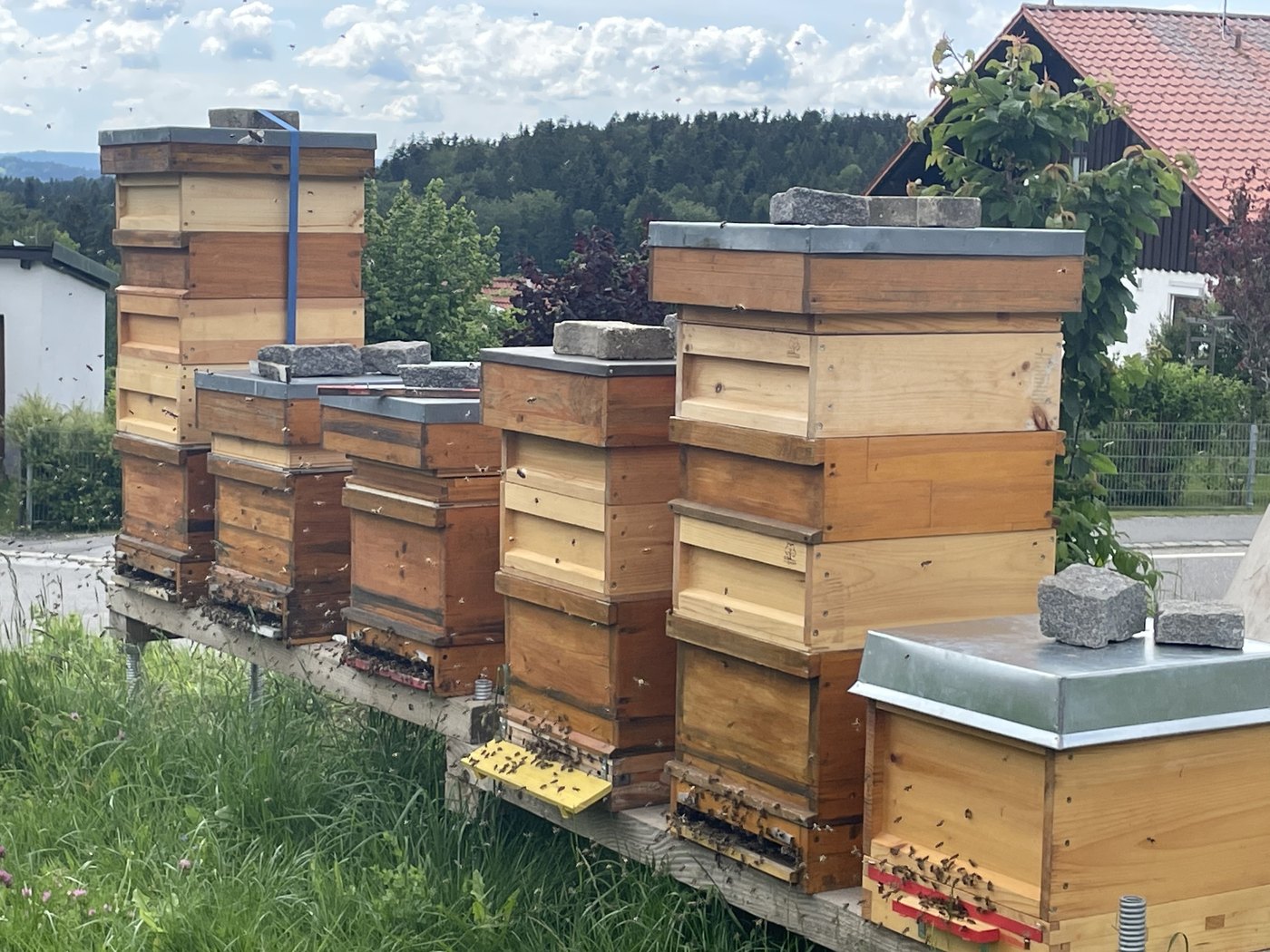 Unser Bienenstand im Bayerischen Wald – Beuten in Reihe mit Flugbetrieb