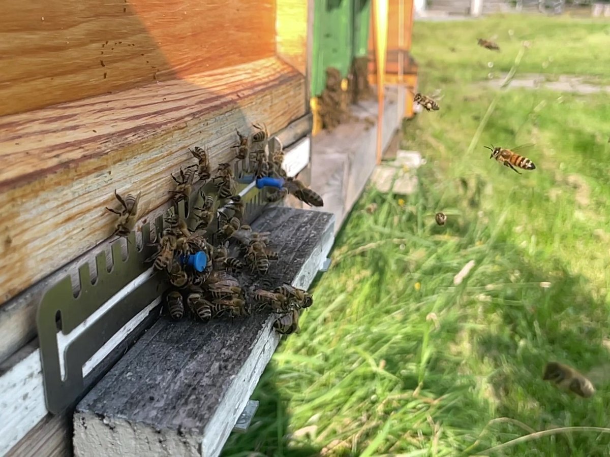 Reger Flugbetrieb am Flugloch eines unserer Bienenvölker