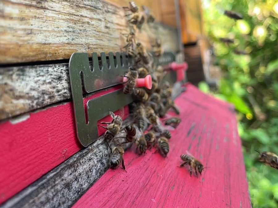 Carnica-Bienen am Flugloch, eine Biene im Anflug