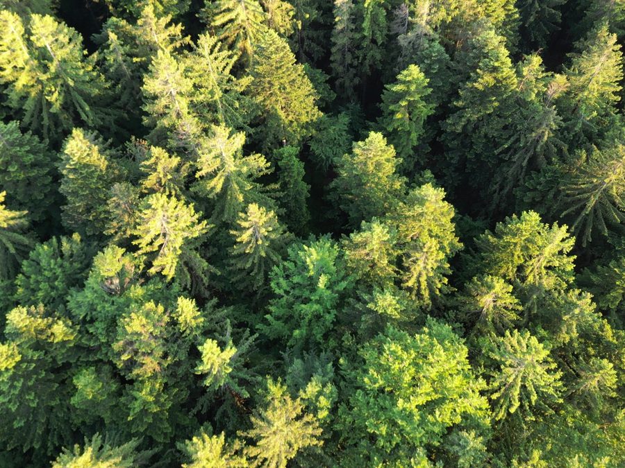 Blick von oben in die Kronen von Fichten und Tannen im Bergmischwald