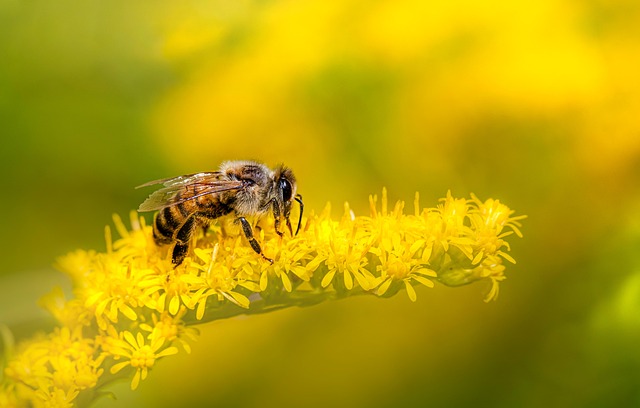 Honigbiene im Profil auf einer gelben Blüte: gedrungener Körper, dicht behaartes Bruststück, bräunlich gebänderter Hinterleib.