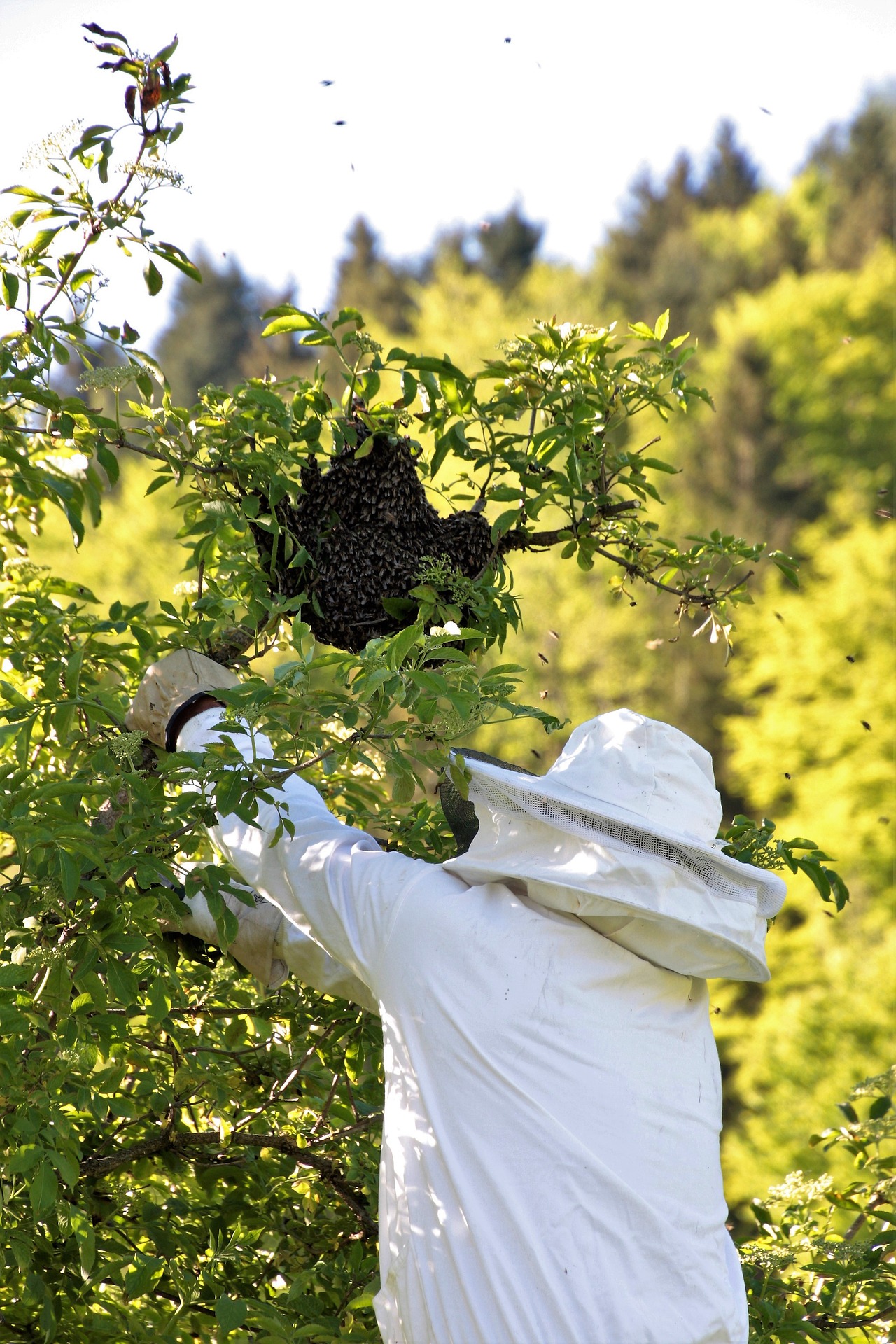 Bienenschwarm