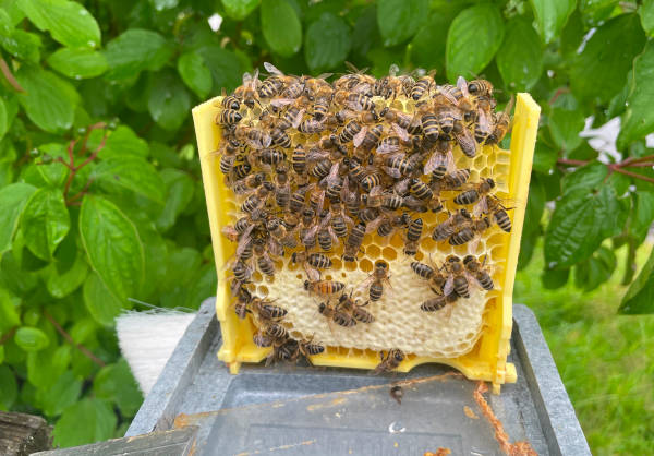 Bienen auf Wassersuche