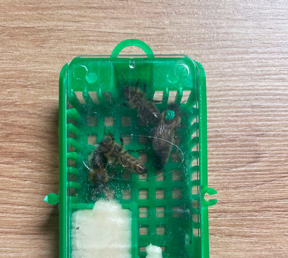 Bienenkönigin auf der Brutwabe