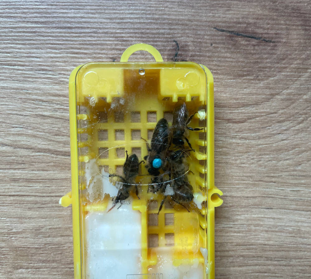 Carnica Bienenkönigin in der Zucht