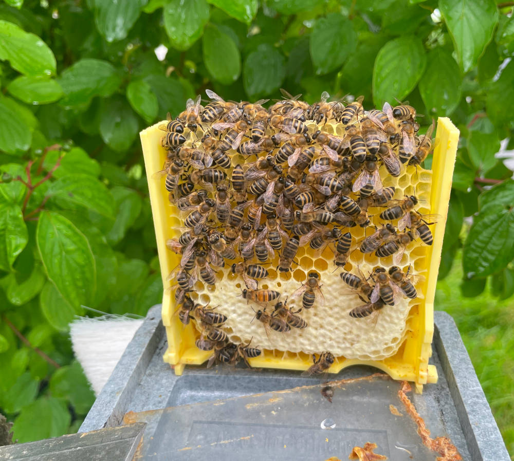 Bienenkönigin mit Hofstaat