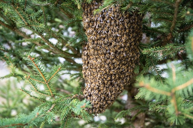 Bienenschwarm-Traube in einer Fichte