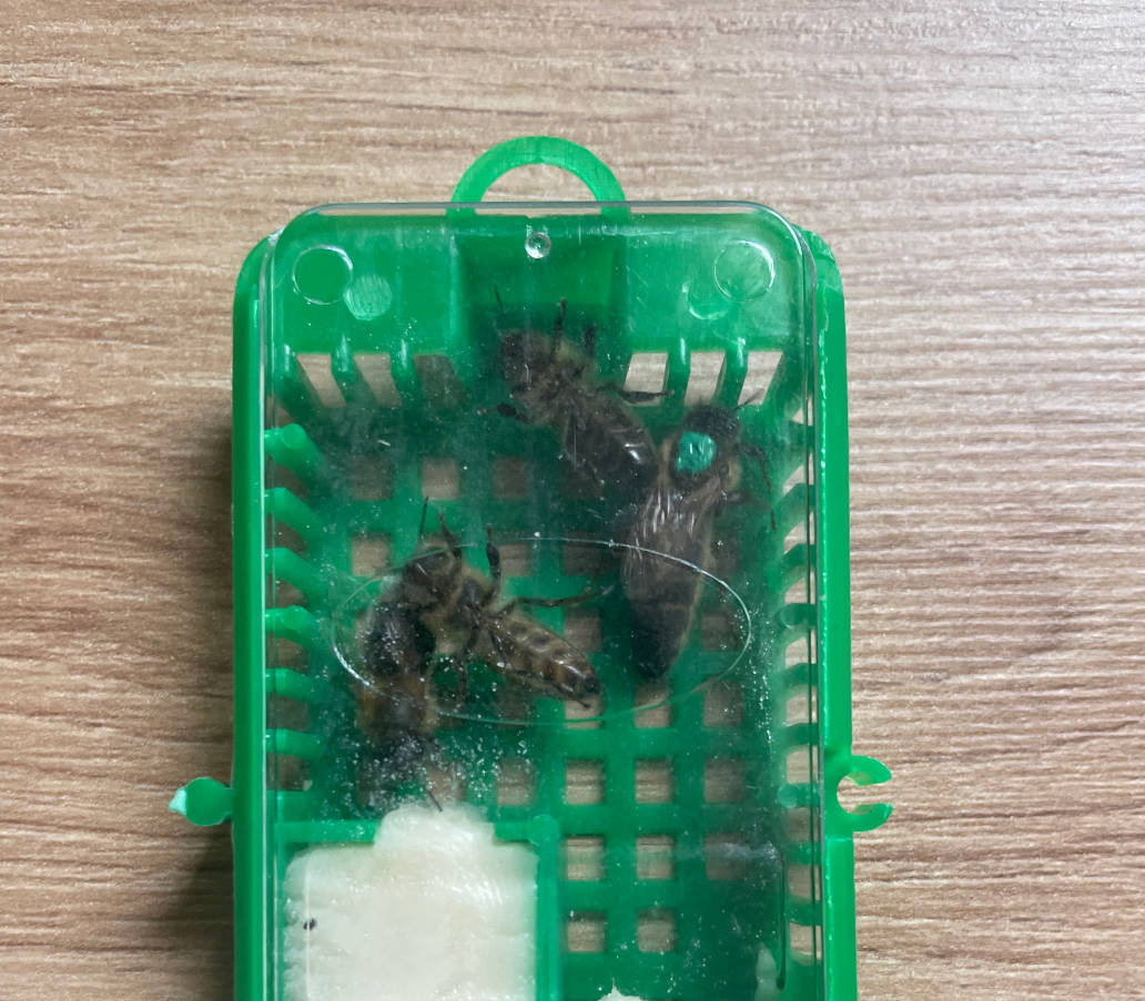 Bienenkönigin auf der Wabe