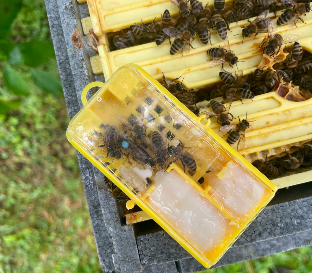 Carnica Bienenkönigin