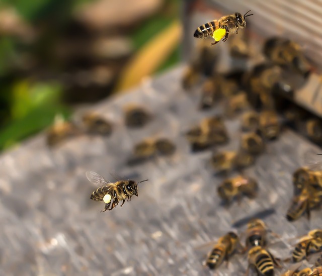 Bienen mit Pollen